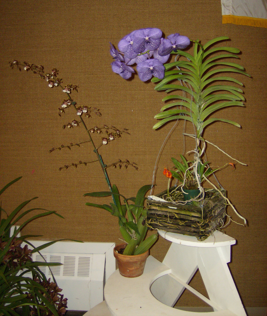 More show table plants, including Vanda 'Tokyo Blue