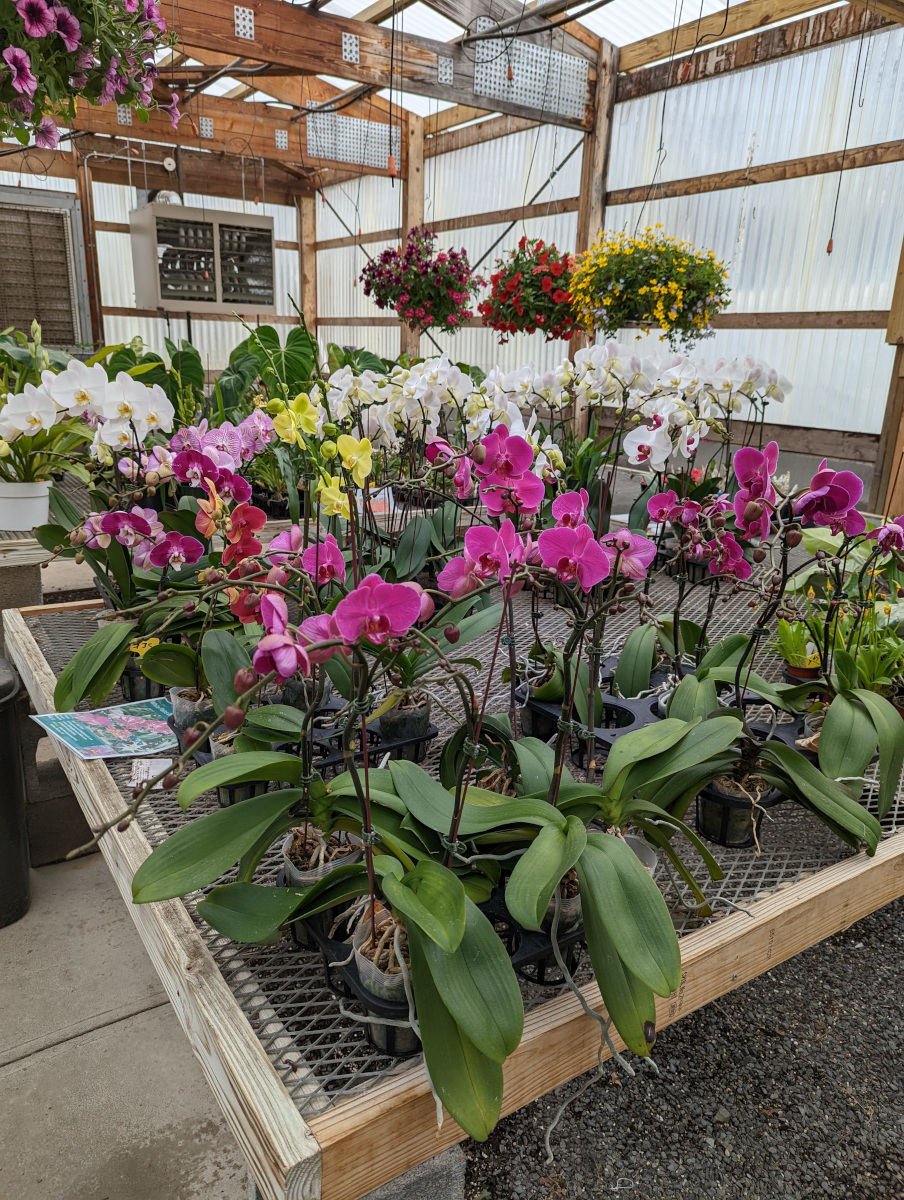 As seen at the 2022 Annual MHOS Orchid Show