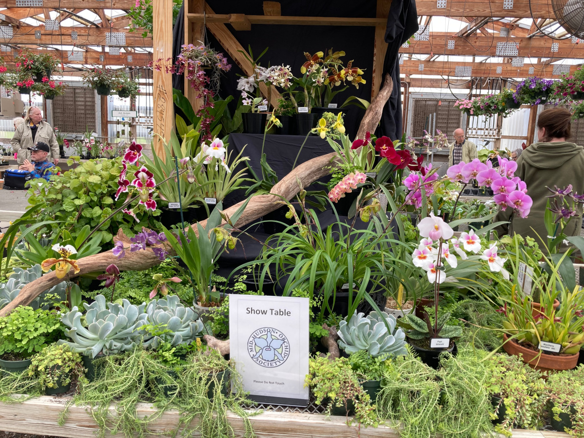 As seen at the 2022 Annual MHOS Orchid Show